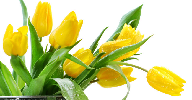 к чему дарят желтые тюльпаны