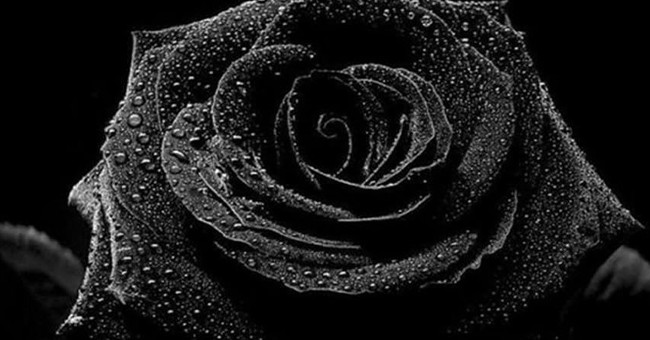 К чему дарят черные розы