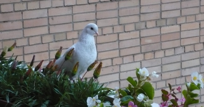 голубь на балконе приметы
