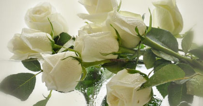 К чему дарят белые розы