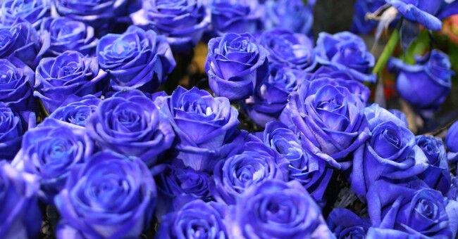 К чему дарят синие розы