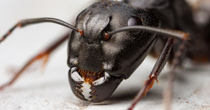 К чему дома появляются муравьи