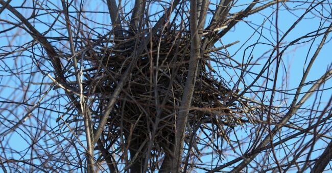Сорока свила гнездо на даче