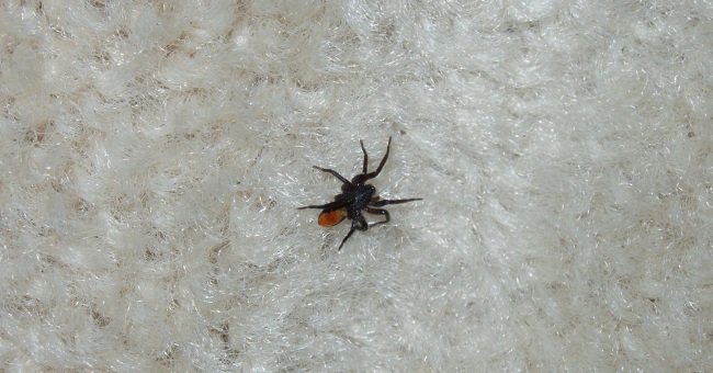 Увидеть паука на полу примета. Пауки маленькие очень много. Много пауков в доме примета. Гнездо пауков в доме примета. Паук в ванной примета.